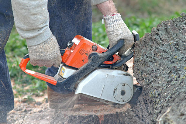 Best Tree Removal Service  in Newton, AL